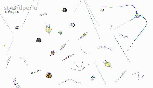 Mikroskopische Ansicht von Plankton
