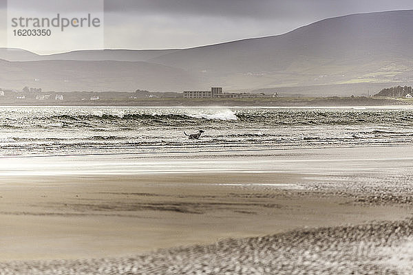 Hund im Meer  Inny Beach  Grafschaft Kerry  Irland