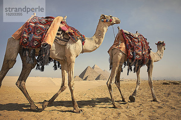 Zwei Kamele vor den Pyramiden von Gizeh  Ägypten