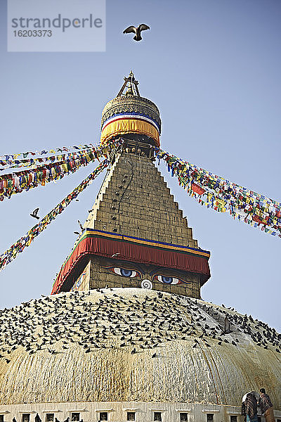Tauben auf dem Kuppeldach von Boudhanath  Kathmandu  Nepal