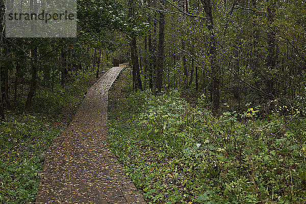 Waldspaziergang bei Tallinn  Estland