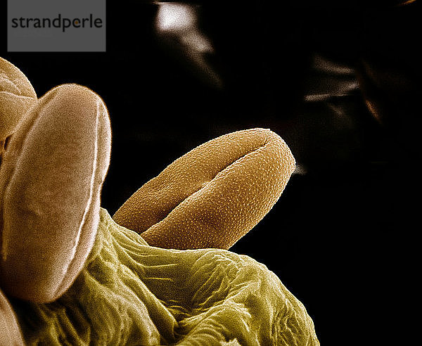 Mikroskopische Ansicht von Chilipfefferpollen
