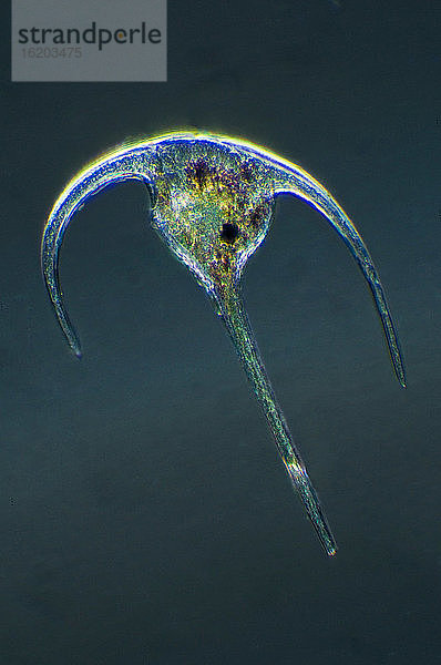 Mikroskopische Ansicht eines Dinoflagellaten
