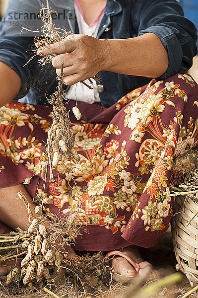 Mittlere erwachsene Frau bei der Erdnussernte  Shan-Staat  Keng Tung  Birma