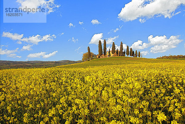 Bauernhof mit gelber Rapsblüte  Pienza  Toskana  Italien