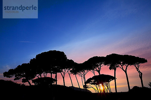 Pinienbäume bei Sonnenuntergang  Golf von Baratti  Maremma  Toskana  Italien