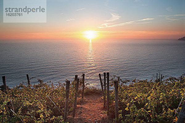 Sonnenuntergang  Weinberge in Riomaggiore  Cinque Terre  Italien