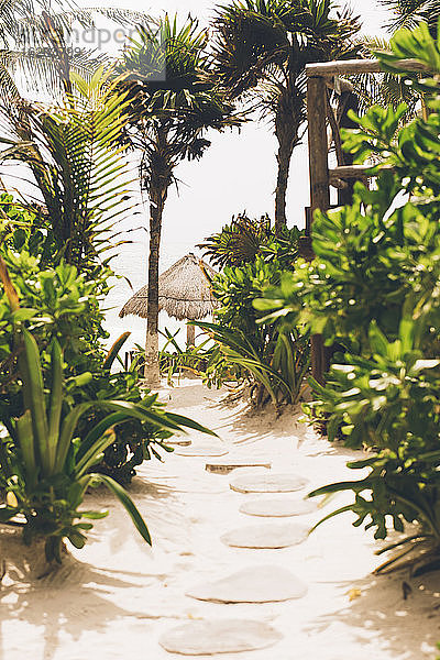 Weg zum Strand  Blick von oben  Tulum  Mexiko