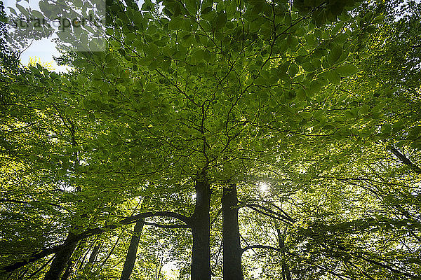 Baumkronen im Wald  Pecina Megara bei Tarcin  Bosnien und Herzegowina