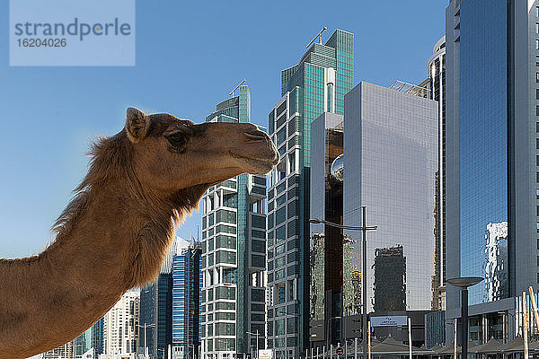Kamel und Wolkenkratzer in der Innenstadt von Doha  Katar
