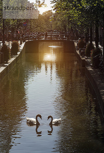 Zwei Schwäne auf einer Gracht  Amsterdam  Niederlande