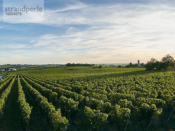 Weinberg  Bordeaux  Frankreich