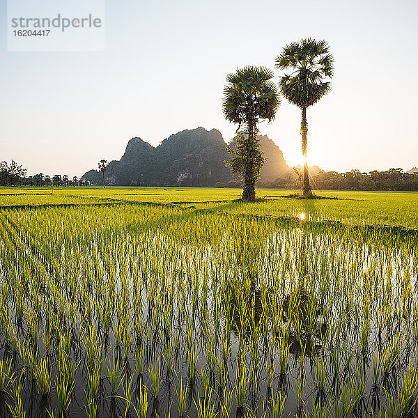 Reisfelder  Hsipaw  Shan-Staat  Myanmar