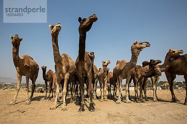 Kamele auf der Pushkar Kamelmesse  Pushkar  Rajasthan  Indien