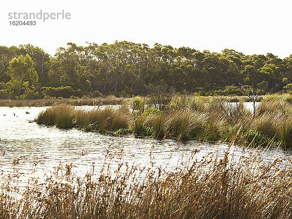 Blick auf Feuchtgebiete  Anglesea  Victoria  Australien