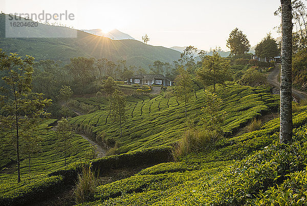 Sonnenaufgang über Hügeln und Tal  Bergstation  Kerala  Indien