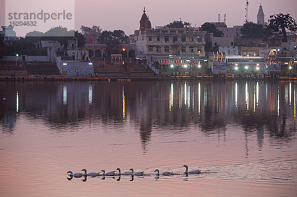 Blick auf Gebäude am Wasser und schwimmende Gänse auf dem Pushkar-See in der Abenddämmerung  Rajasthan  Indien