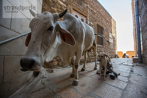 Porträt einer Kuh und einer Hündin  die Welpen auf der Straße füttern  Jaisalmer  Rajasthan  Indien