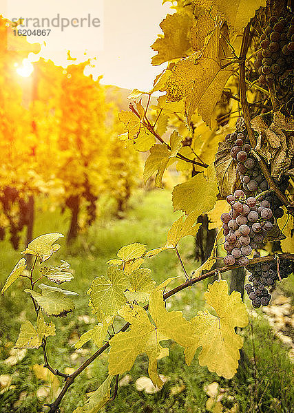 Nahaufnahme von Trauben und herbstlichen Weinstöcken an der Route des Vins dAlsace  Frankreich