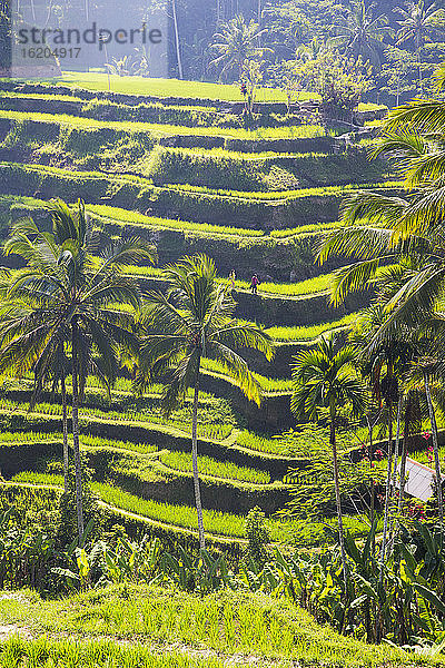 Reisterrassen  Bali  Indonesien