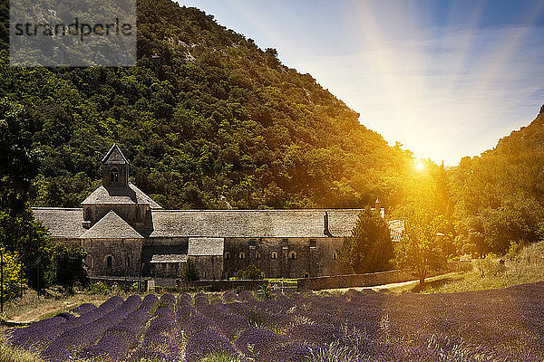Sonnenlicht über Lavendelfeldern  Abtei Senanque  Gordes  Provence Alpes Cote dAzur  Frankreich  Europa