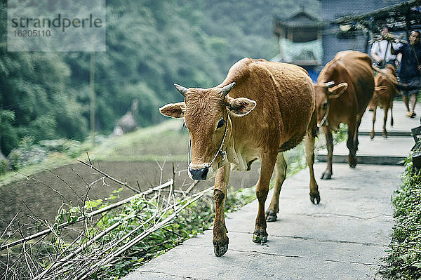 Kühe  die in einer Reihe laufen  Fenghuang  Hunan  China