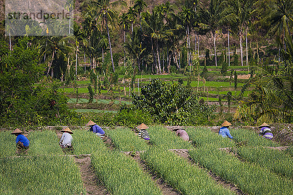 Landarbeiter bei der Pflege von Knoblauch auf einem Feld  Lombok  Indonesien