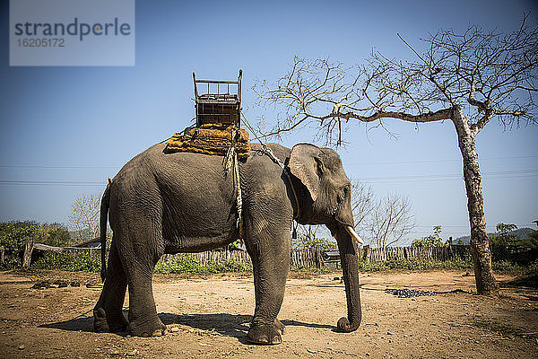 Seitenansicht eines Elefanten mit angebrachtem Sitz  Thailand