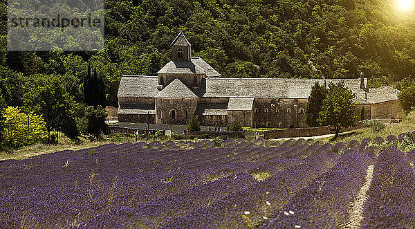 Abtei Senanque  Gordes  Provence Alpes Cote dAzur  Frankreich  Europa