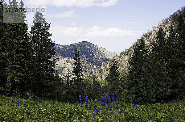 Stansbury Mountains  Tooele County  Utah  USA