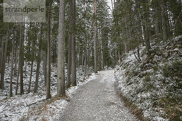 Verschneiter Waldweg  Zugspitze  Bayern  Deutschland
