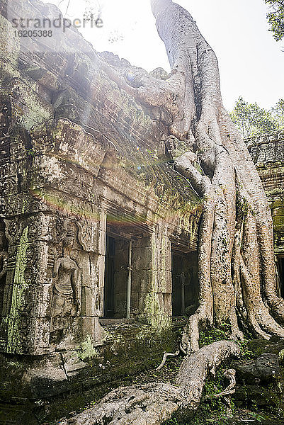 Tempelruinen und Baumwurzeln in Ta Phrom  Angkor Wat  Kambodscha