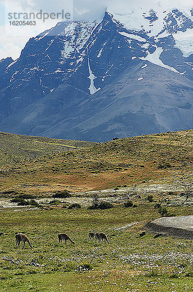 Torres Del Paine-Nationalpark  Chile