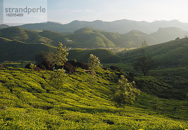 Sonnenaufgang über Hügeln und Tal  Bergstation  Kerala  Indien