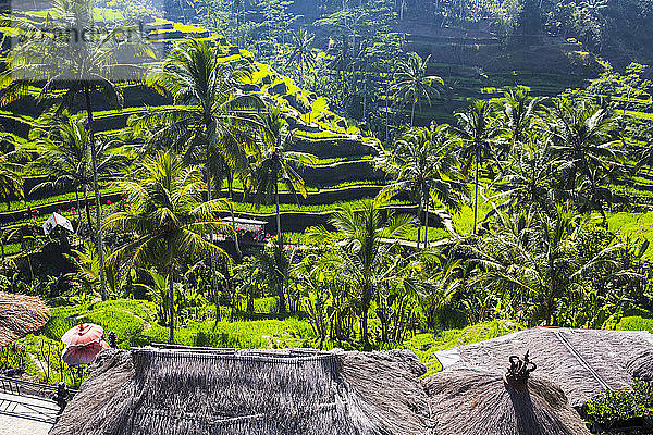 Blick von oben auf Reisfelder am Berghang  Indonesien  Bali