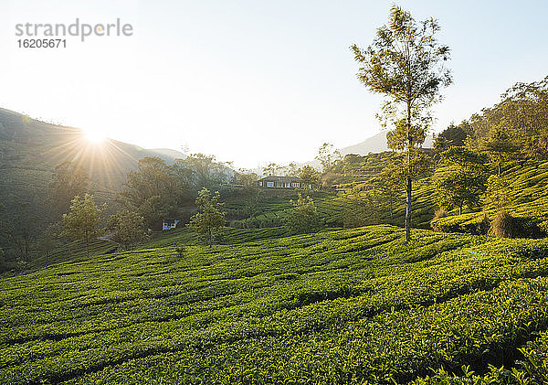 Sonnenaufgang über Hügeln und Tal  Bergstation  Kerala  Indien