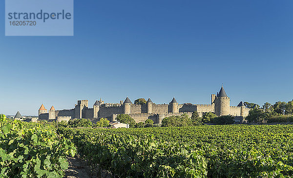 Weinberge und die mittelalterliche Festungsstadt Carcassonne  Frankreich