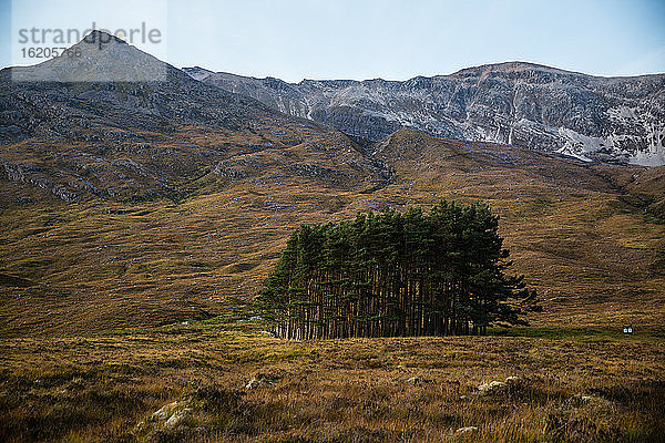 Wald in der Wildnis  Schottland  UK