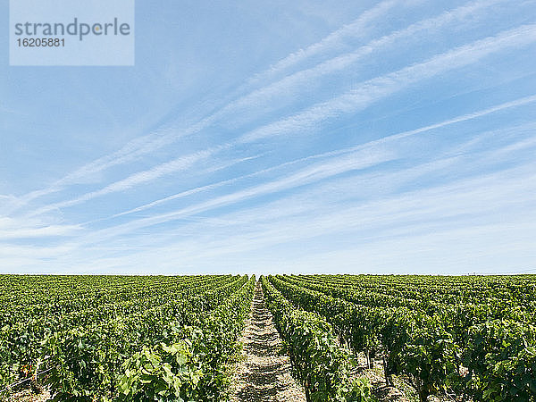 Weinberg  Bordeaux  Frankreich