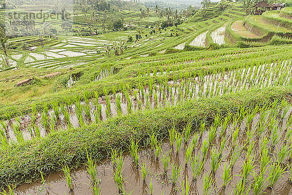 Reisanbau auf den Reisterrassen von Ubud  Bali  Indonesien