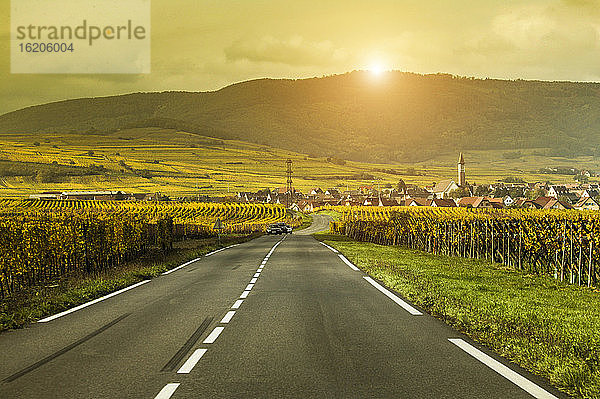 Landstraße zwischen Weinbergen an der Route des vins dAlsace  Frankreich