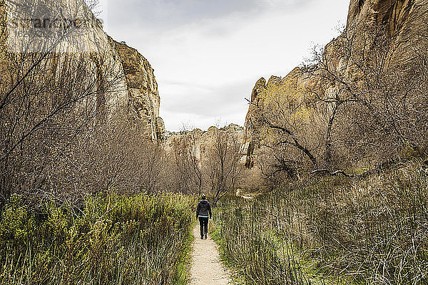 Frau beim Wandern  Rückansicht  Calf Creek Falls bei Escalante  Utah  USA