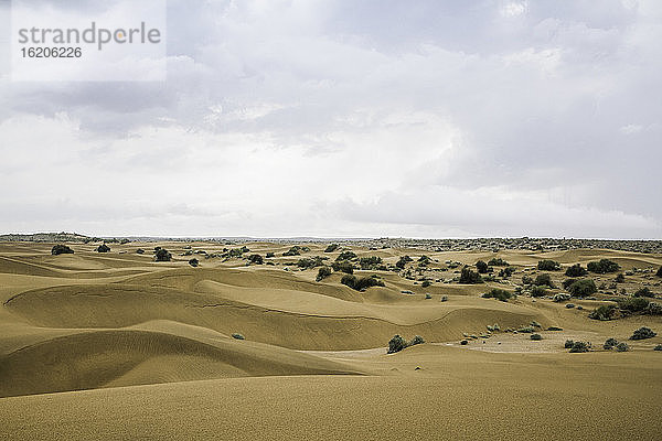 Wüste Thar  Jaisalmer  Rajasthan  Indien