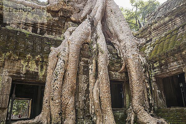 Tempelruinen und überwucherte Baumwurzeln in Ta Phrom  Angkor Wat  Kambodscha