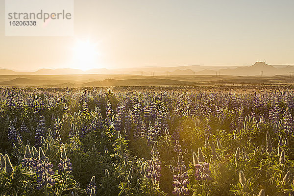 Sonnenuntergang über einem Feld mit lila Lupinen  Südisland