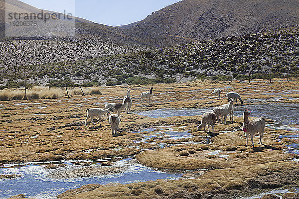 Altiplano  Hochplateau  San Pedro de Atacama  Antofagasta  Chile