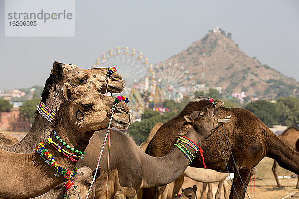 Kamele tragen bunte Perlenketten auf der Pushkar Kamelmesse  Pushkar  Rajasthan  Indien