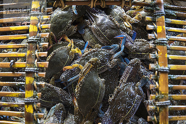 Blaue Krabben (Callinectes sapidus) im Korb aus der Vogelperspektive  Kep  Kampot  Kambodscha