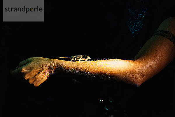 Chamäleon auf dem Arm bei Nacht  Kirindy Mitea National Park  Madagaskar  Afrika