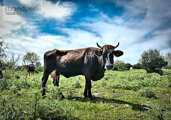 Sardo-Modicana-Kuh (Roter Ochse)  Sardinien  Italien